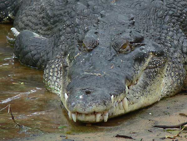 crocodile_marin.jpg